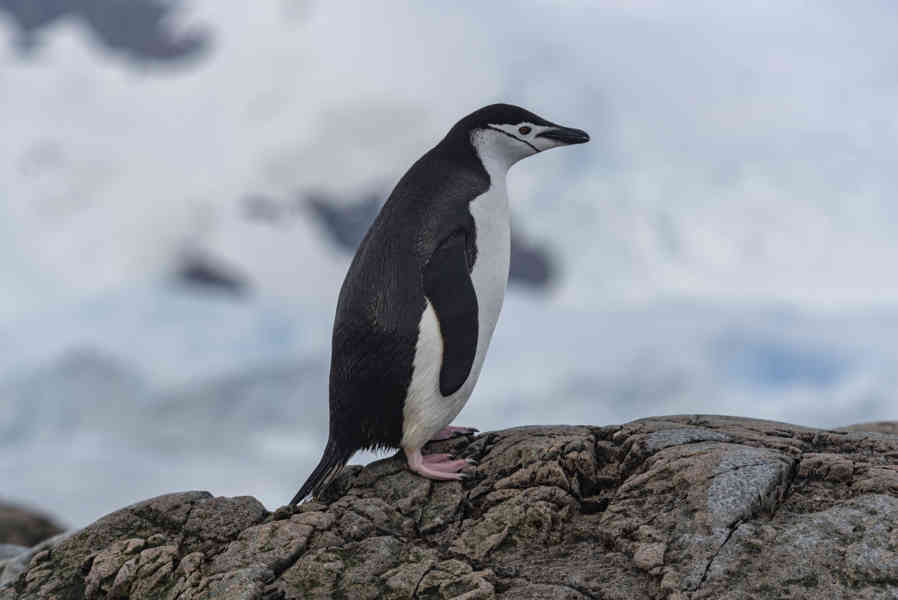 Pingüino Chinstrap - Antártida 13.jpg